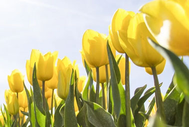 Cinco consejos de seguridad para la primavera