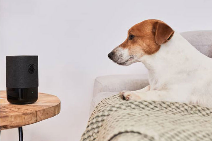 Vigila y protege a tu peludo con tu alarma para casas