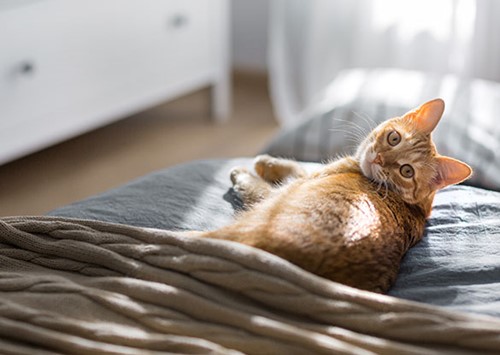 Alarmas para casa aptas para mascotas