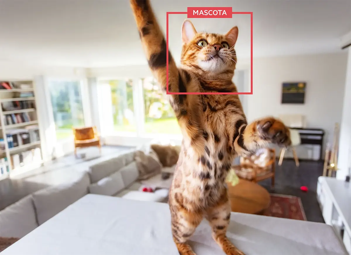 Cámara inteligente capaz de diferenciar entre humanos y mascotas